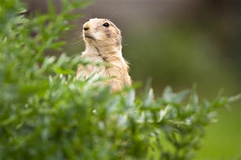 Do prairie dogs make good pets. Prairie Dogs | Animal Planet