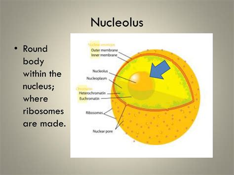 What is the structure and function of nucleolus. PPT - Cell Organelles and Their Functions PowerPoint ...