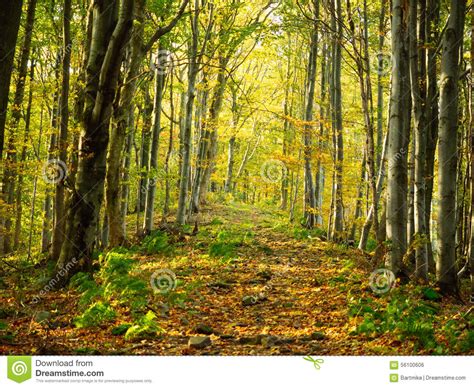 Autumn Forest Path Stock Photo Image 56100606