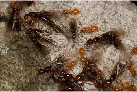 How To Get Rid Of Flying Ants All You Need Infos