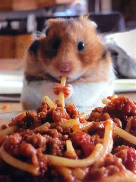 This Hamster Is Eating Spaghetti