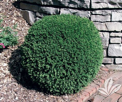 Inventory Covingtons Wintergreen Boxwood Fast Growing