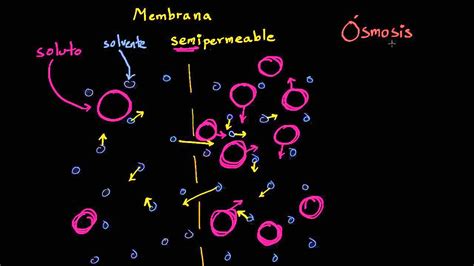 Ósmosis Membranas Y Transporte Biología Khan Academy En Español
