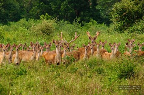 Stalking Wildlife at Baluran National Park, Java Island, Indonesia
