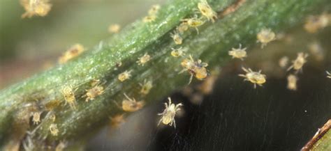 Spider Mites On Plants How To ID And Remove Hydrobuilder Learning