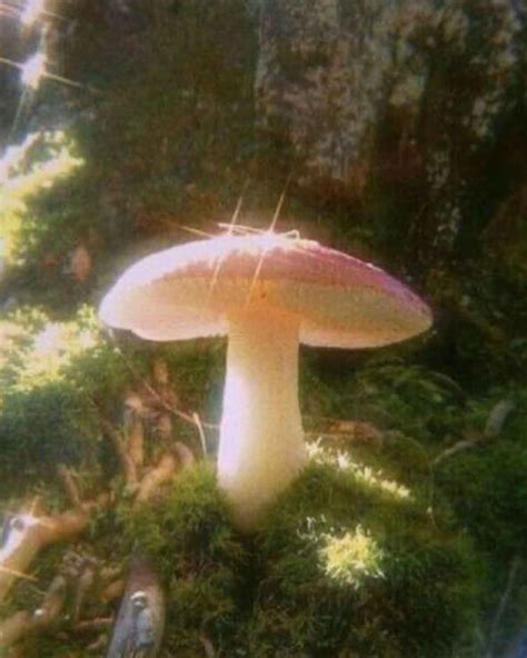 Mushroom Aesthetic For The Fairytale Lovers The Mood Guide