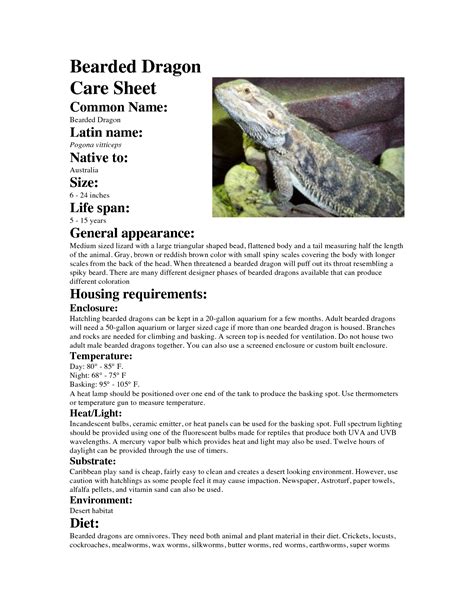 Bearded Dragon Care Schedule
