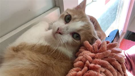 Kentucky Humane Society Has Record Adoption Year