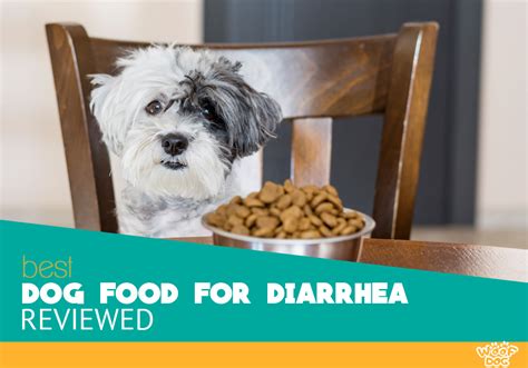10 How To Stop Dog Diarrhea