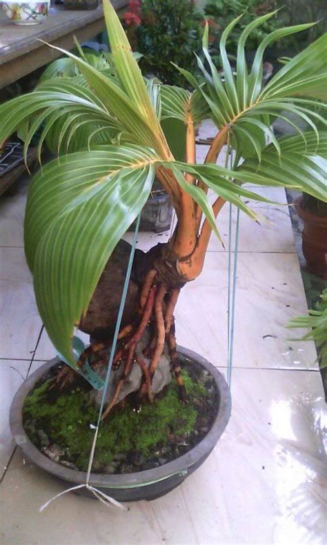 Maybe you would like to learn more about one of these? (VIDEO) Lelaki Indonesia Ini Tunjuk Cara Pokok Kelapa Jadi ...