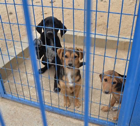 ¿qué Son Las Casas De Acogida Para Perros ¡te Lo Contamos · Wakyma