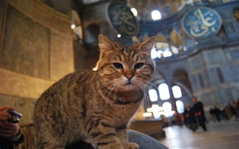 Ini cukup umum pada kucing yang masih anak kucing atau bayi. Gli, Kucing Kesayangan di Masjid Hagia Sophia Turki, Sakit ...