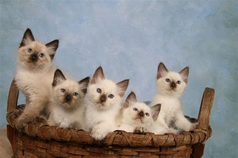 Beautiful Balinese Kittens With Ragdoll Personalities For