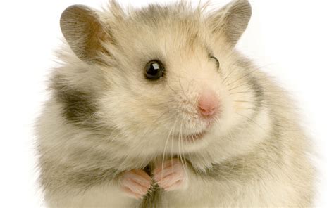 Wallpaper Hamster Rodent Feathers Hd Widescreen High Definition