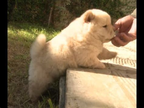 Look at pictures of puppies in memphis who need a home. Chow Chow, Puppies, Dogs, For Sale, In Memphis, Tennessee ...