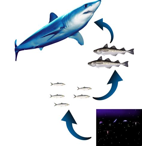 Project: Big Shark, Big Loss, Big Impact: Sharks are Apex Predators