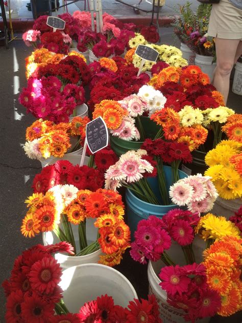 Maybe you would like to learn more about one of these? Gerber Daisies at Hillcrest Farmers Market in San Diego ...