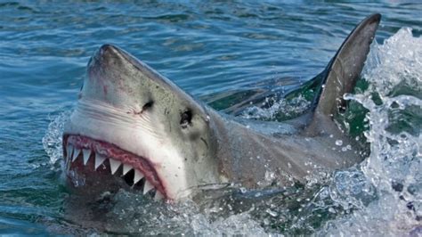 Are the shark attacks of 1916 real? I Survived: The Shark Attacks Of 1916 - YouTube