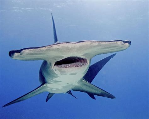 The great hammerhead shark is the largest of the ten known species of hammerhead shark. Great Hammerhead Shark With Mouth Open Photograph by Brent ...