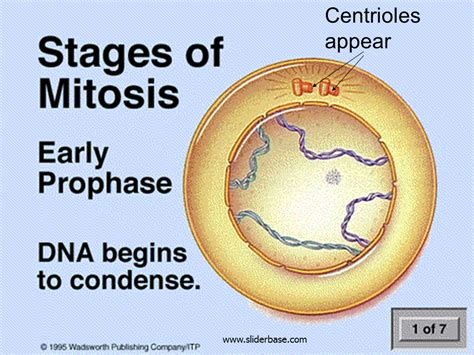 Mitosis is nuclear division plus cytokinesis, and produces two identical daughter cells during the cell may contain a pair of centrioles (or microtubule organizing centers in plants) both of which are in animal cells, cytokinesis results when a fiber ring composed of a protein called actin around the. Mitosis - Presentation Genetics