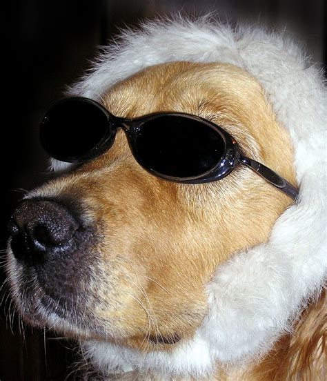 Free Funny Dog Stock Photo
