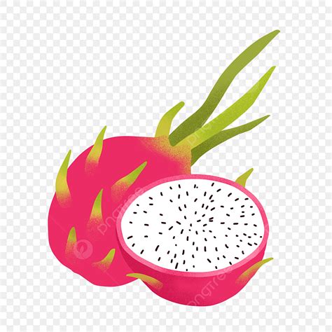 Gambar Buah Naga Kartun Png Gambar Bagian Tumbuhan