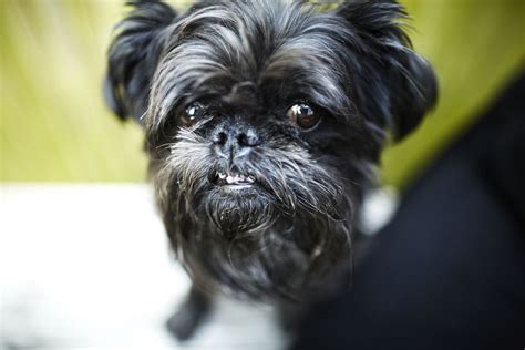Full grown black brussels griffon. Brussels Griffon (Griffs): Full Profile, History, and Care