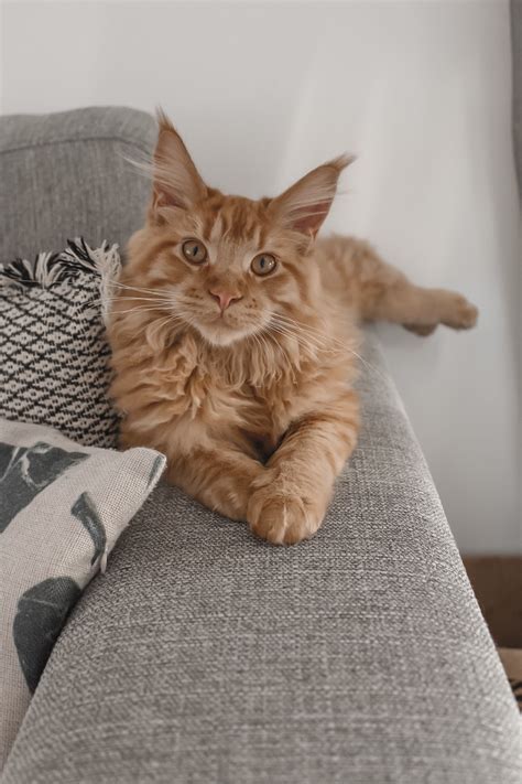 Polydactyl Cats For Sale In Michigan | lost-all-hope