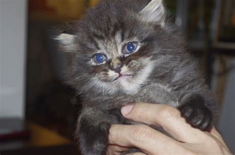 Maine coon cats are moderately active. Persian Cat for sale - Manila (Philippines): Persian Cats ...