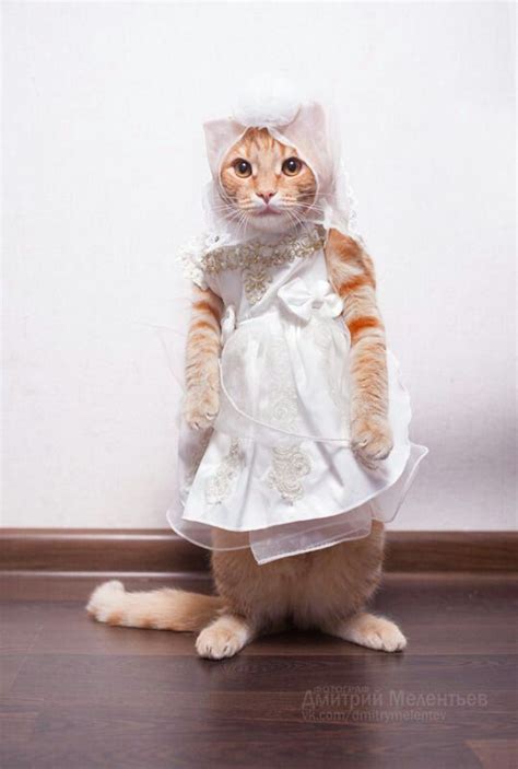 See The Beautiful Funny Cat Dress Up Pictures Hilarious Pets Pictures