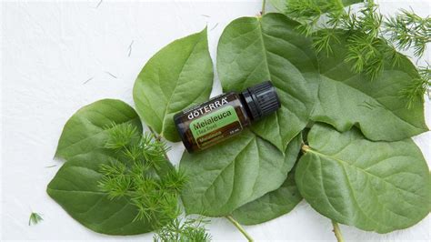 Tea tree or melaleuca essential oil, is best known for its purifying qualities, which make it useful for cleansing the skin, home surfaces, and purifying the air. Tea Tree Oil Uses and Benefit | doTERRA Essential Oils ...