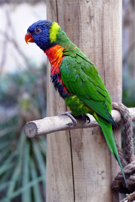 100 Colorful Parrot Photos · Pexels · Free Stock Photos