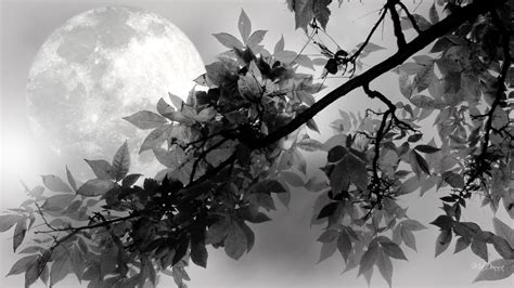 Full Moon Shines Wallpaper Nature And Landscape Wallpaper Better