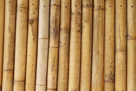Bamboo Texture By Texturezine On Deviantart
