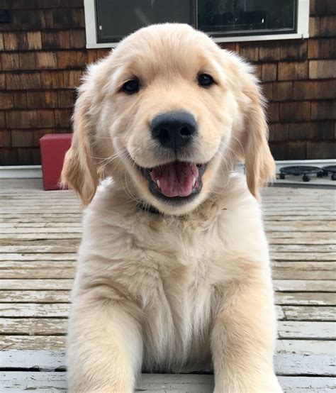 Happy Smile Labradorretriever Really Cute Dogs Golden