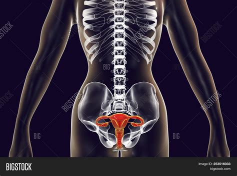 Anatomy Of Female Reproductive System 3d Illustration Female Gynecology Organs Highlighted