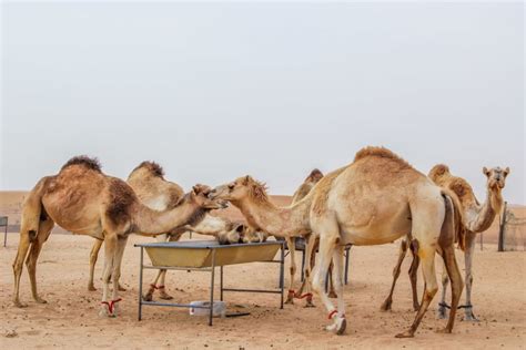 Overnight Dubai Desert Safari With Bbq Dinner Getyourguide