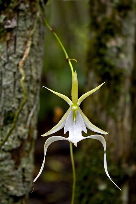 Top 10 Rarest Flower Types In The World