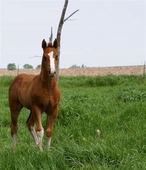 standardbred horse breeders  illinois