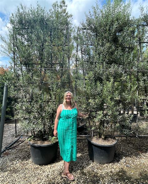 Luxury Garden Screening | Olive Tree Screening | Blog. - The Norfolk