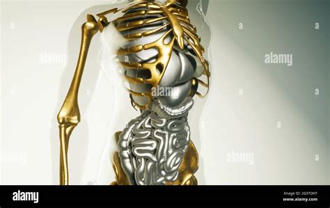 Menschliches Skelett Knochen Modell Mit Organen Stockfotografie Alamy