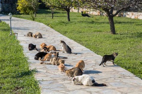 10 Facts You Should Know About Feral Cats Thecatsite
