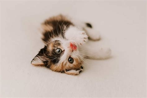 Cute Kitten Pictures The 14 Prettiest Baby Cats Of All Time