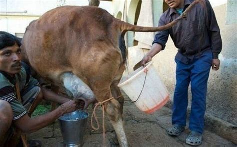 Jom Kenali India Dan Kaitannya Dengan Taik Lembu