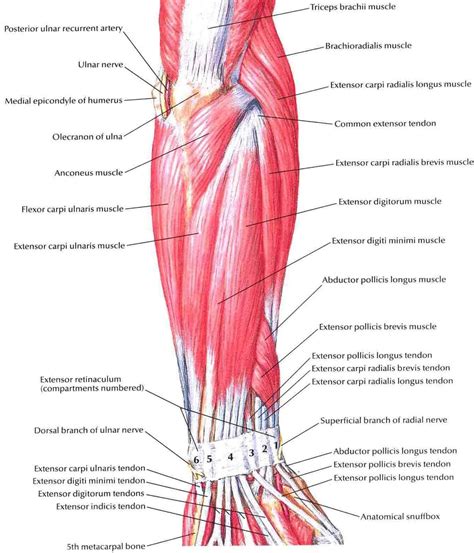 Diagram Of The Muscles In The Forearm Qwlearn