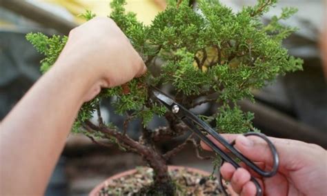 Pruning Bonsai The Right Procedure For The Perfect Cut