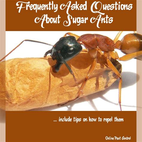 Check spelling or type a new query. Frequently Asked Questions About Sugar Ants || Online Pest Control
