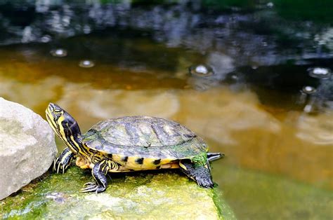 Yellow Bellied Slider Care Guide The Aquarium Guide