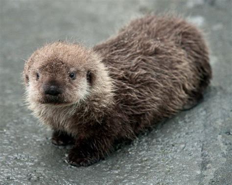 Seattle Aquarium Revealed The Name Of The Sea Otter Pup Yesterday