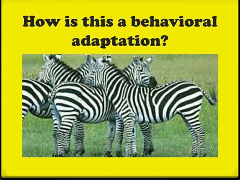 Ppt Behavioral Adaptations Powerpoint Presentation Free Download Id2307894